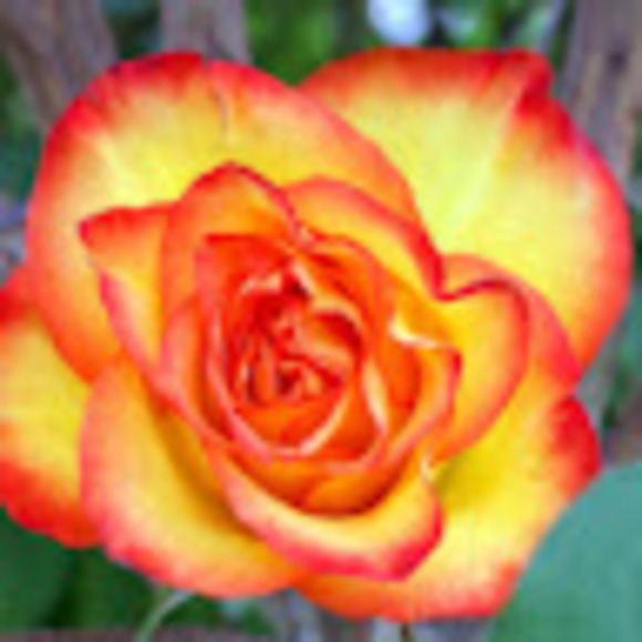 Meet your Posher, Patience - Picture 1 of 1